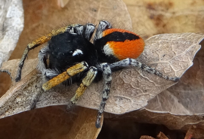 maschio di Philaeus chrysops - Salticidae